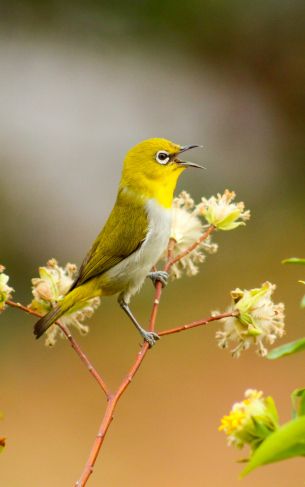 little bird, flowers Wallpaper 1752x2800