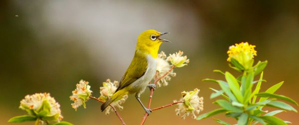 little bird, flowers Wallpaper 3440x1440