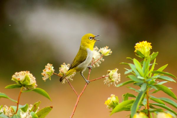 little bird, flowers Wallpaper 4512x3009