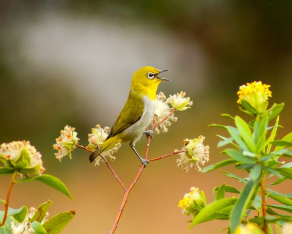 little bird, flowers Wallpaper 1280x1024