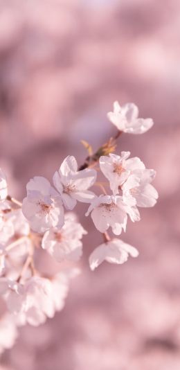 bloom, pink Wallpaper 1080x2220