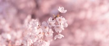 bloom, pink Wallpaper 2560x1080