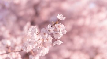 bloom, pink Wallpaper 1280x720