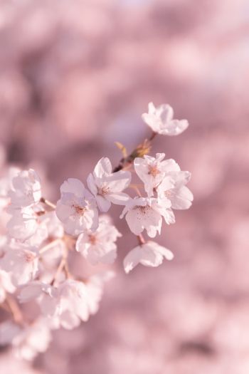 bloom, pink Wallpaper 640x960