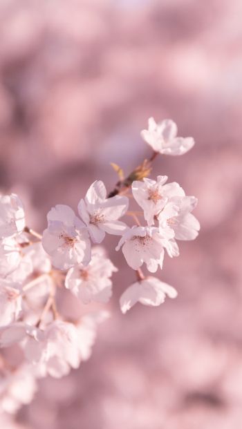 bloom, pink Wallpaper 640x1136