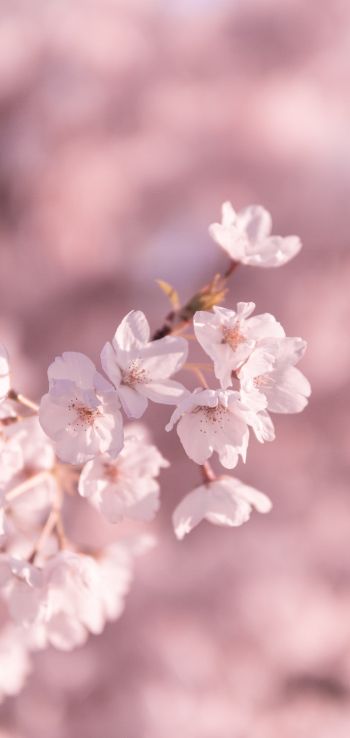 bloom, pink Wallpaper 1080x2280