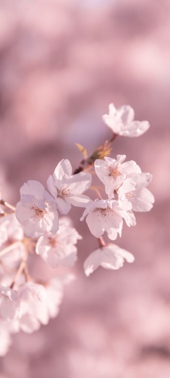 bloom, pink Wallpaper 1080x2400