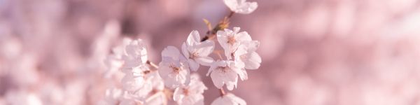 bloom, pink Wallpaper 1590x400