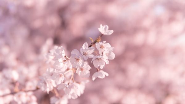 bloom, pink Wallpaper 2560x1440