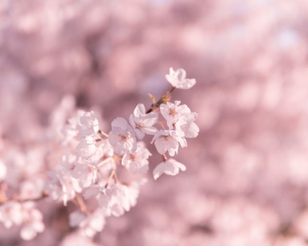 bloom, pink Wallpaper 1280x1024