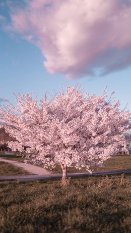 sakura, bloom Wallpaper 640x1136