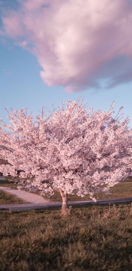 sakura, bloom Wallpaper 1080x2220