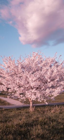 sakura, bloom Wallpaper 1080x2340