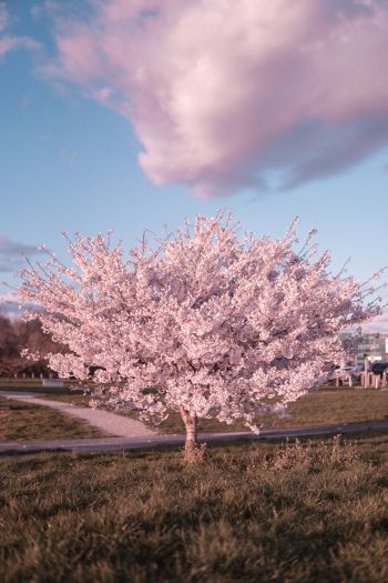sakura, bloom Wallpaper 640x960