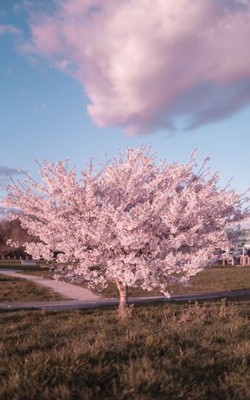 sakura, bloom Wallpaper 800x1280