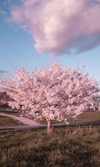 sakura, bloom Wallpaper 1200x2000