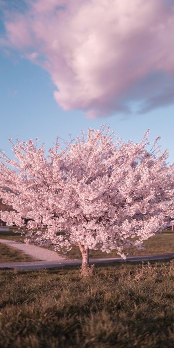 sakura, bloom Wallpaper 720x1440