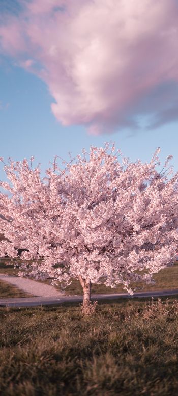 sakura, bloom Wallpaper 1440x3200