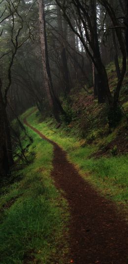 Point Reyes, California, USA Wallpaper 1080x2220