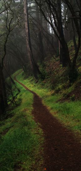 Point Reyes, California, USA Wallpaper 1080x2280