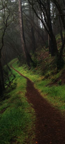 Point Reyes, California, USA Wallpaper 720x1600