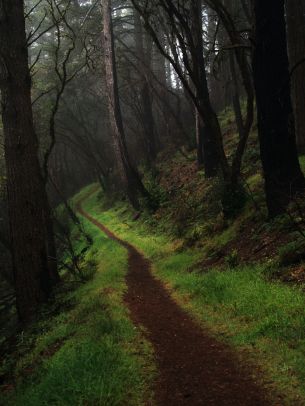 Point Reyes, California, USA Wallpaper 1536x2048