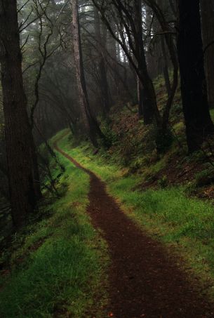 Point Reyes, California, USA Wallpaper 2648x3936