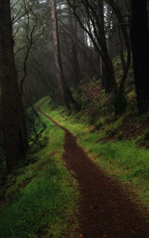 Point Reyes, California, USA Wallpaper 1200x1920