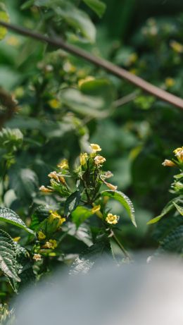 shrub, flowers Wallpaper 640x1136