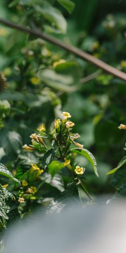 shrub, flowers Wallpaper 720x1440