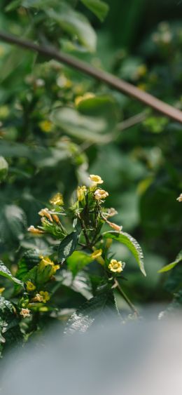 shrub, flowers Wallpaper 1080x2340