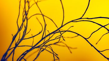 yellow sky, branches Wallpaper 3840x2160