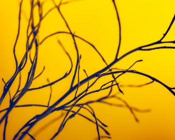 yellow sky, branches Wallpaper 1280x1024