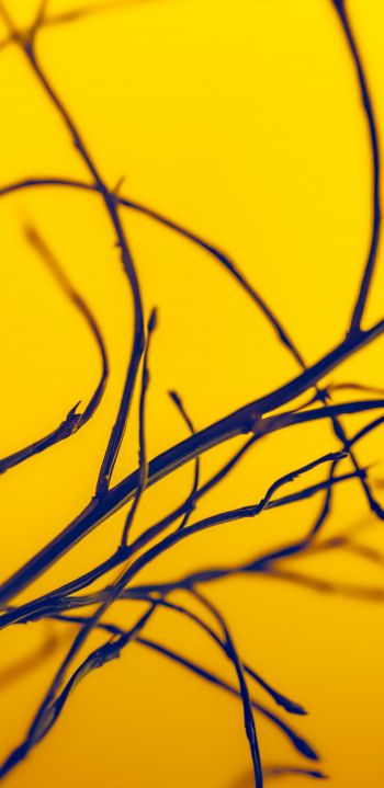 yellow sky, branches Wallpaper 1080x2220