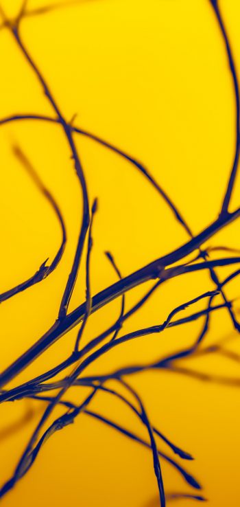 yellow sky, branches Wallpaper 1080x2280