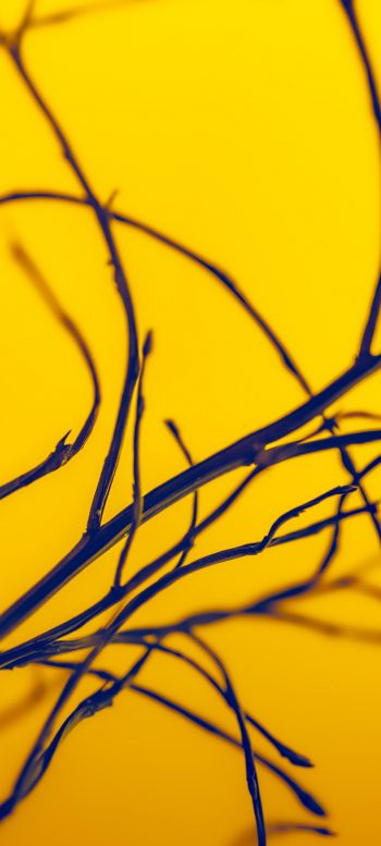 yellow sky, branches Wallpaper 1080x2400