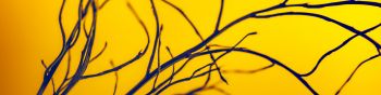 yellow sky, branches Wallpaper 1590x400