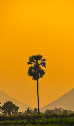 palm trees, sunset Wallpaper 600x1024