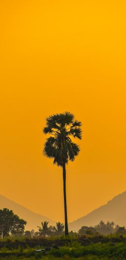 palm trees, sunset Wallpaper 1440x2960