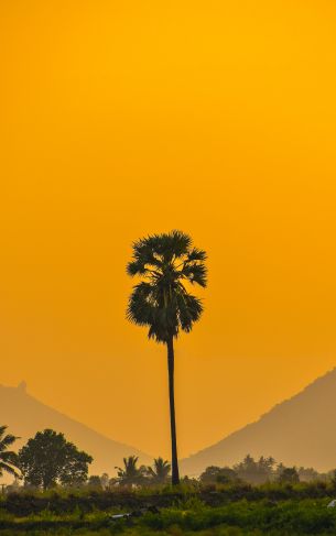palm trees, sunset Wallpaper 1752x2800