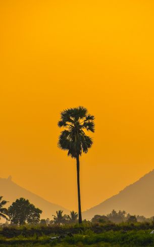 palm trees, sunset Wallpaper 1200x1920