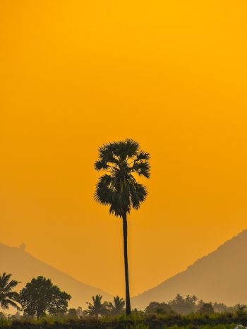 palm trees, sunset Wallpaper 2048x2732