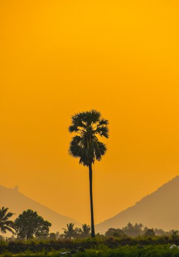 palm trees, sunset Wallpaper 1668x2388