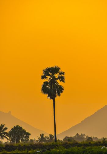 palm trees, sunset Wallpaper 1640x2360
