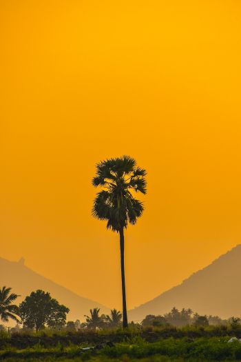 palm trees, sunset Wallpaper 640x960