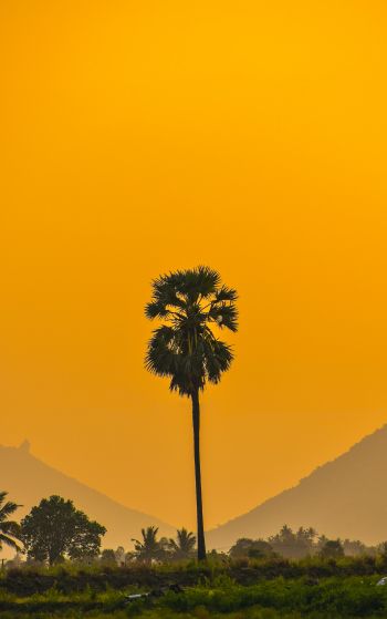 palm trees, sunset Wallpaper 1752x2800