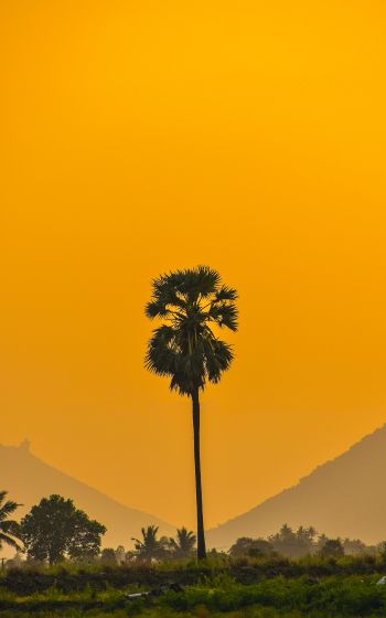 palm trees, sunset Wallpaper 1600x2560
