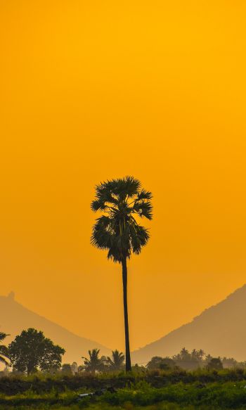 palm trees, sunset Wallpaper 1200x2000
