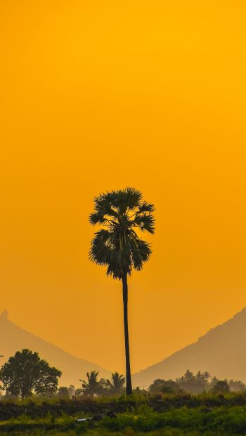 Обои 640x1136 пальмы, закат