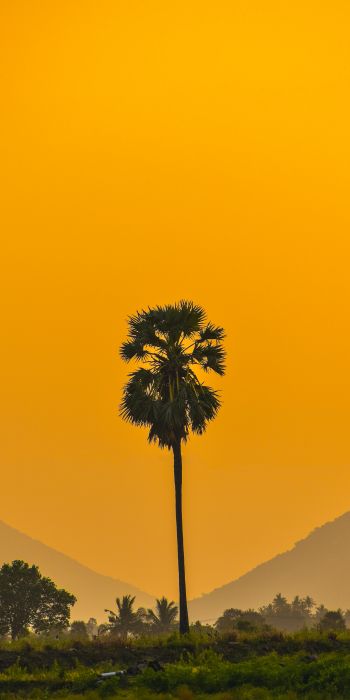 palm trees, sunset Wallpaper 720x1440